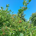 Aronia Garten Apartman *