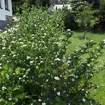 Aronia Garten * Oberwiesenthal