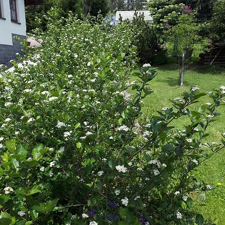 Aronia Garten * Oberwiesenthal